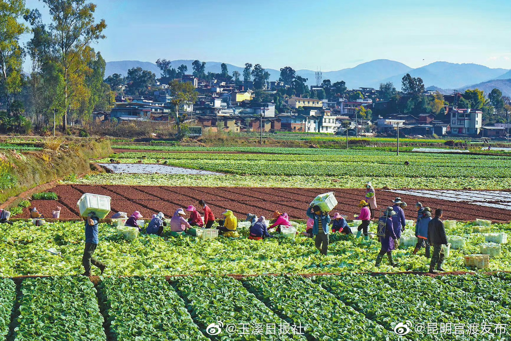 甸中白菜迎丰收