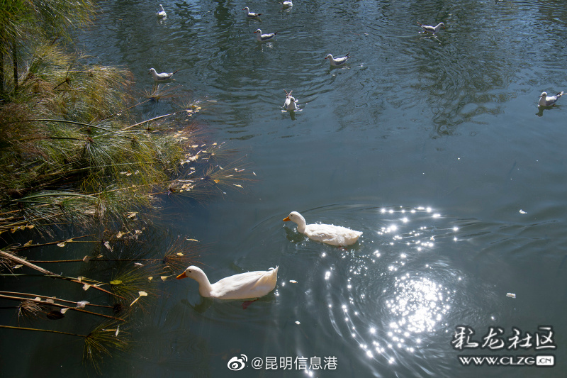 昆明信息港（微博）