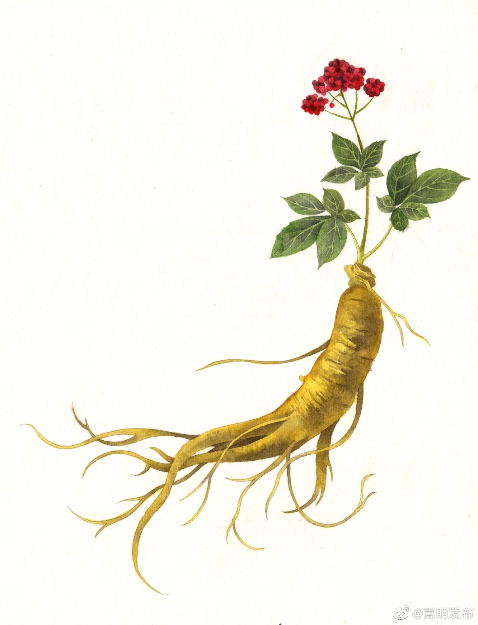 人参：味微温，无毒，君药也