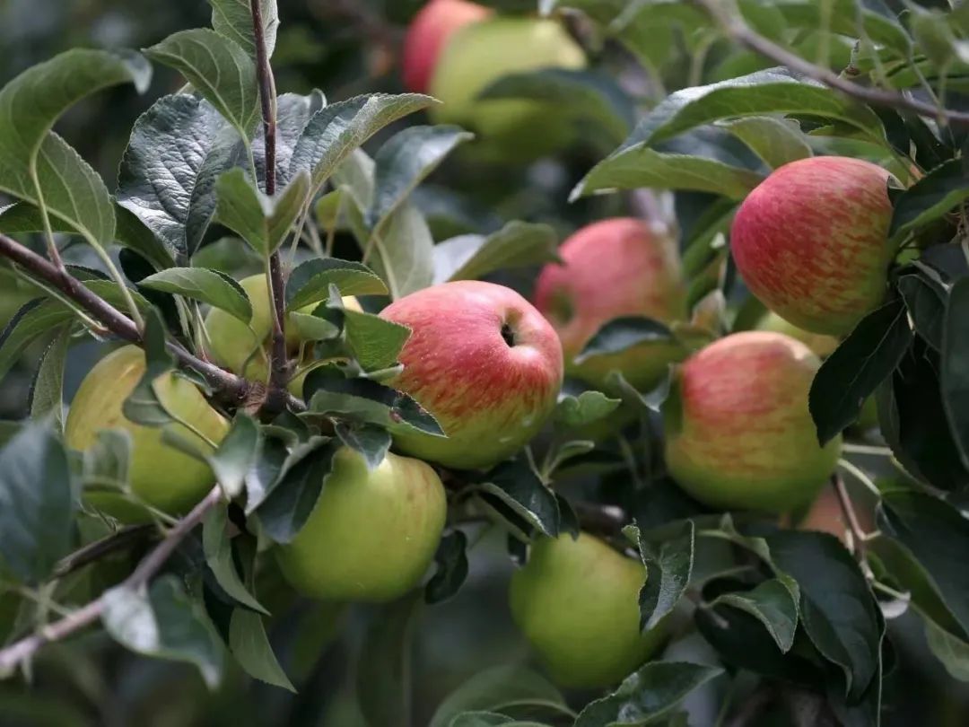 云南省人民政府网