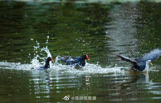 昆明信息港（微博）