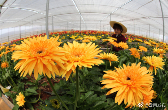 国家重点研发计划项目在昆启动!聚焦云南高原特色经济作物提质增效关键技术