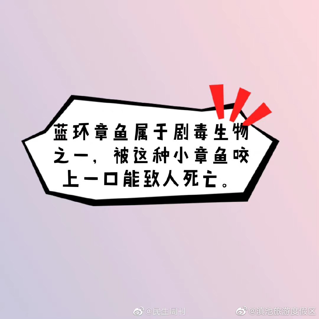 蓝环章鱼属于剧毒生物之一