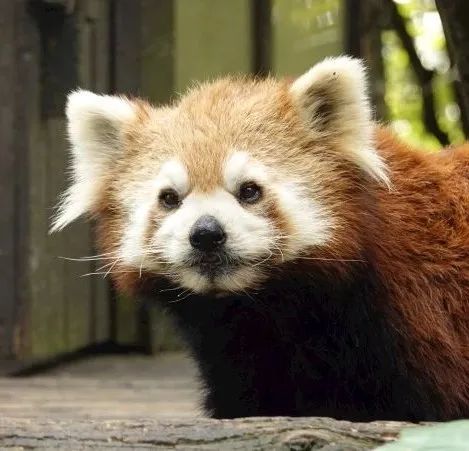 云南野生动物园