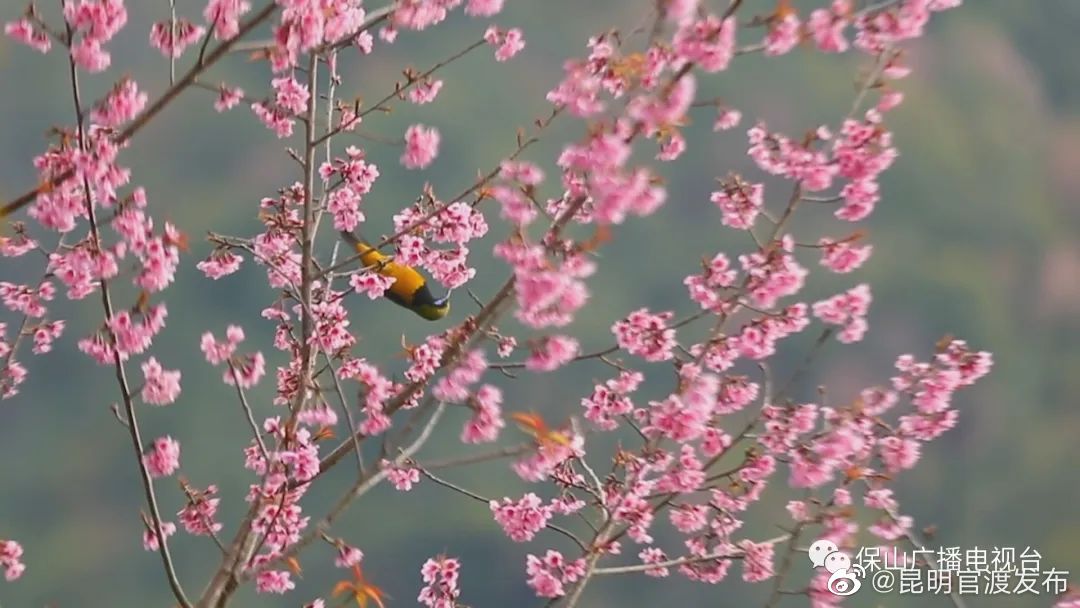 “昆明官渡发布”微博