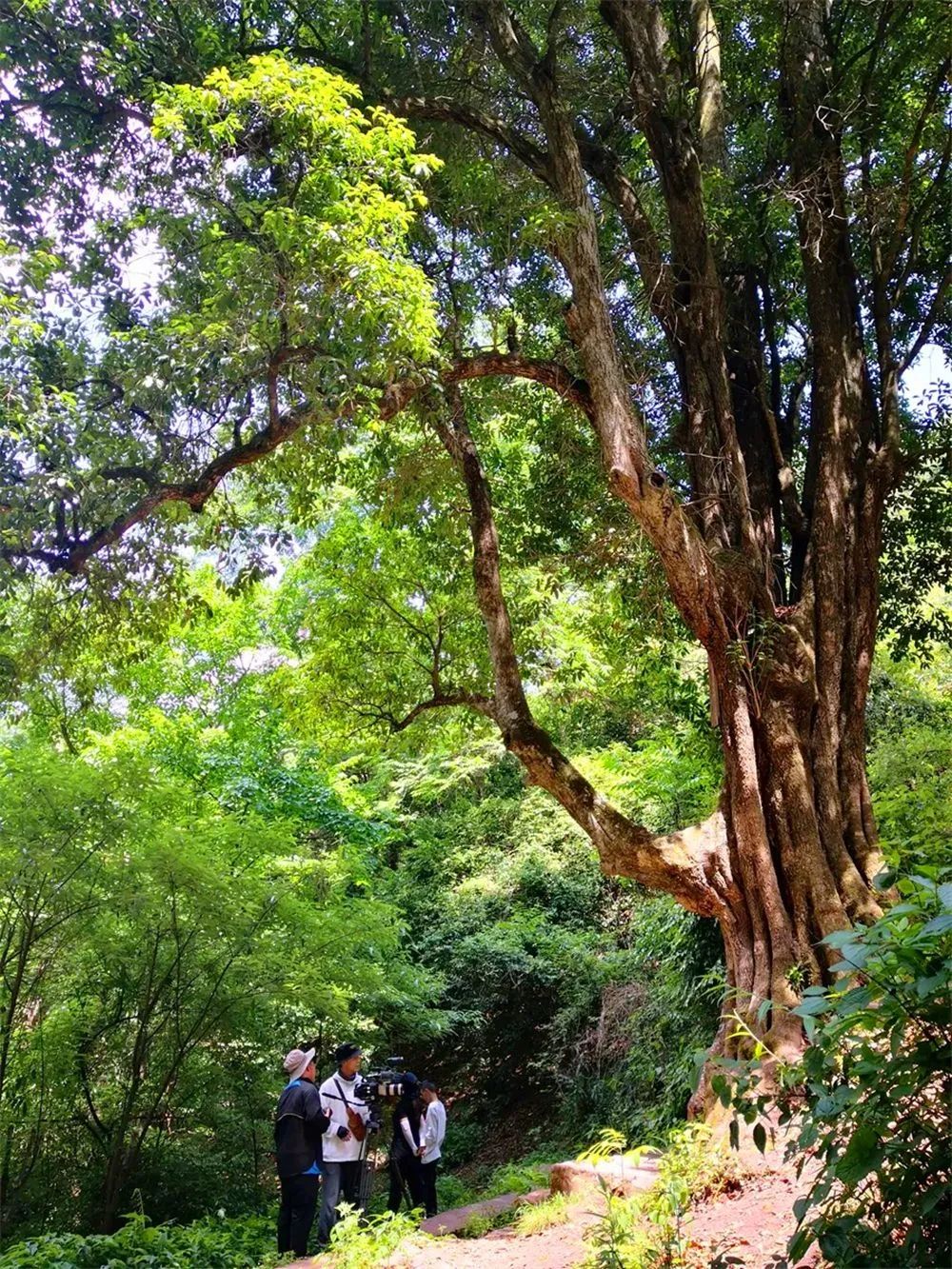 大理电视台