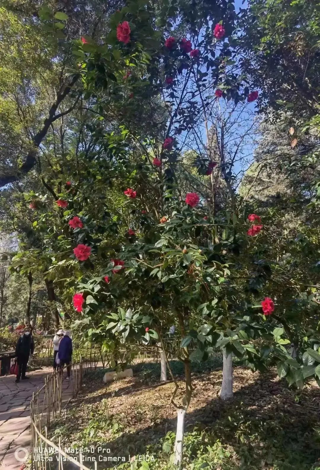 昆明市昙华寺公园