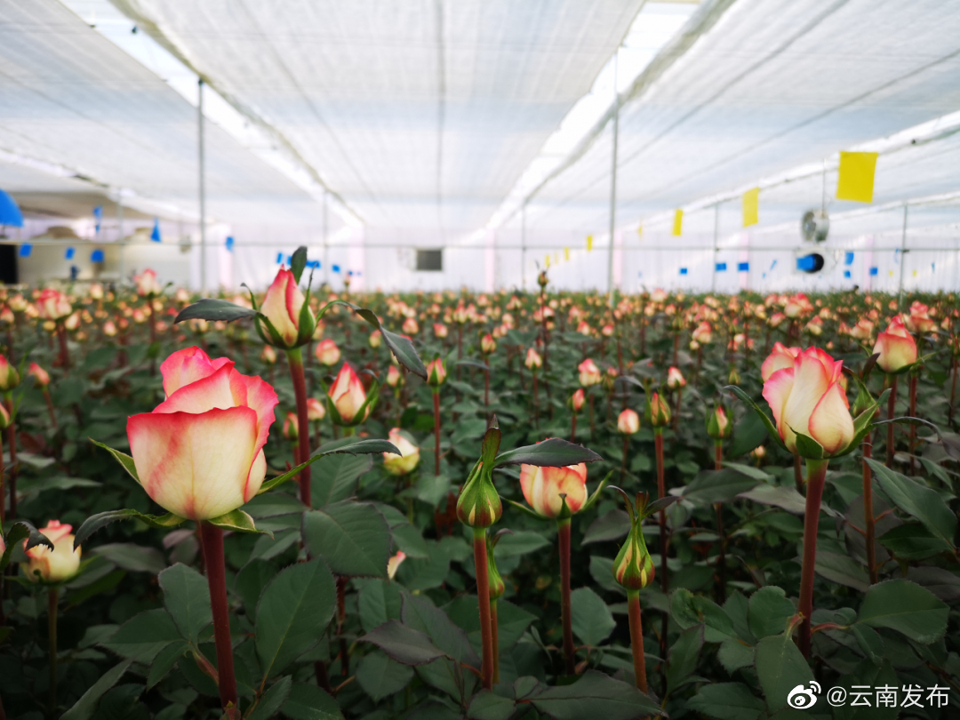 云花关键技术研发推广取得新突破
