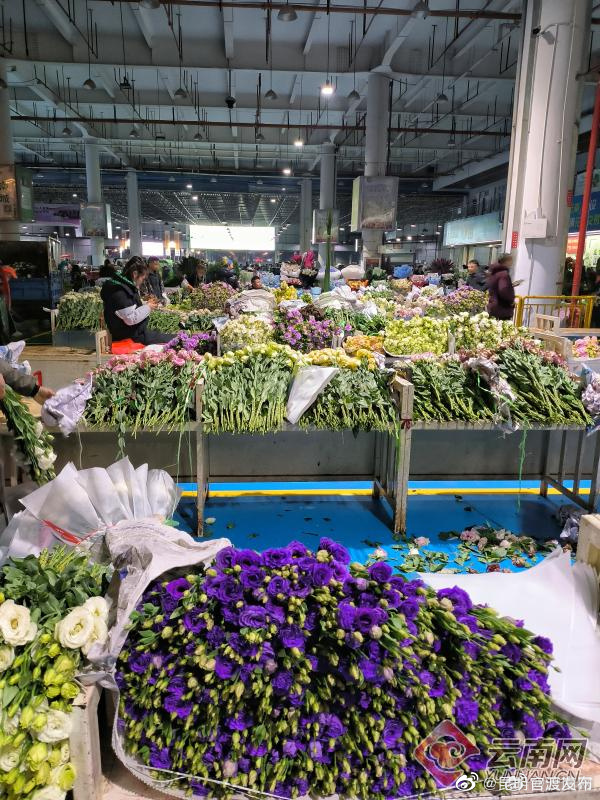 斗南鲜切花交易量稳居全国首位