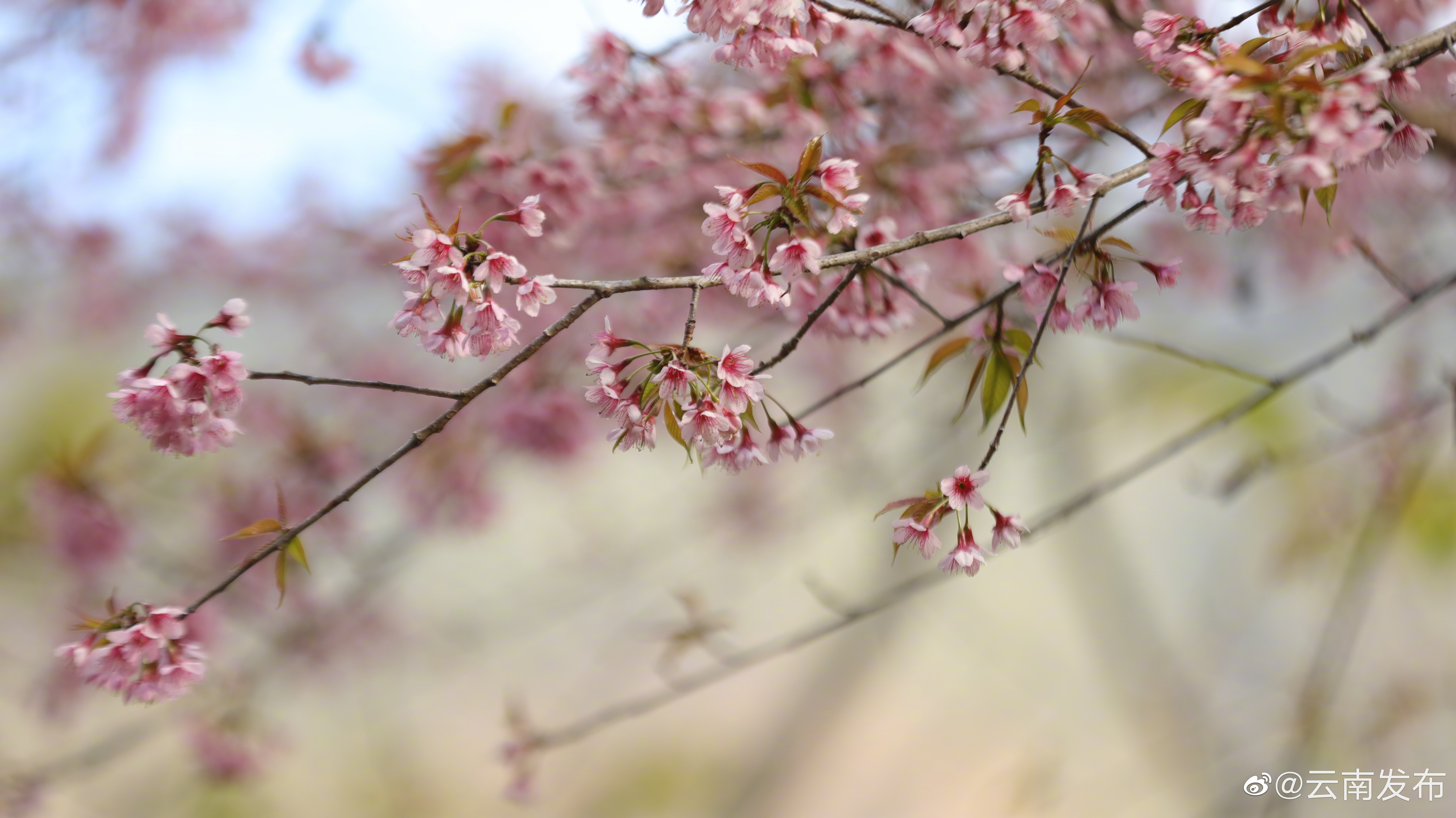 “云南发布”微博