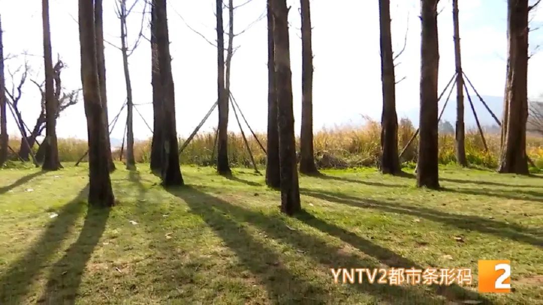 掌上春城