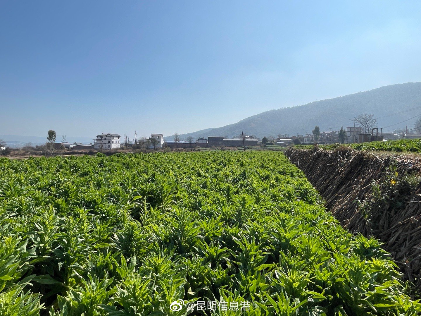 昆明信息港（微博）