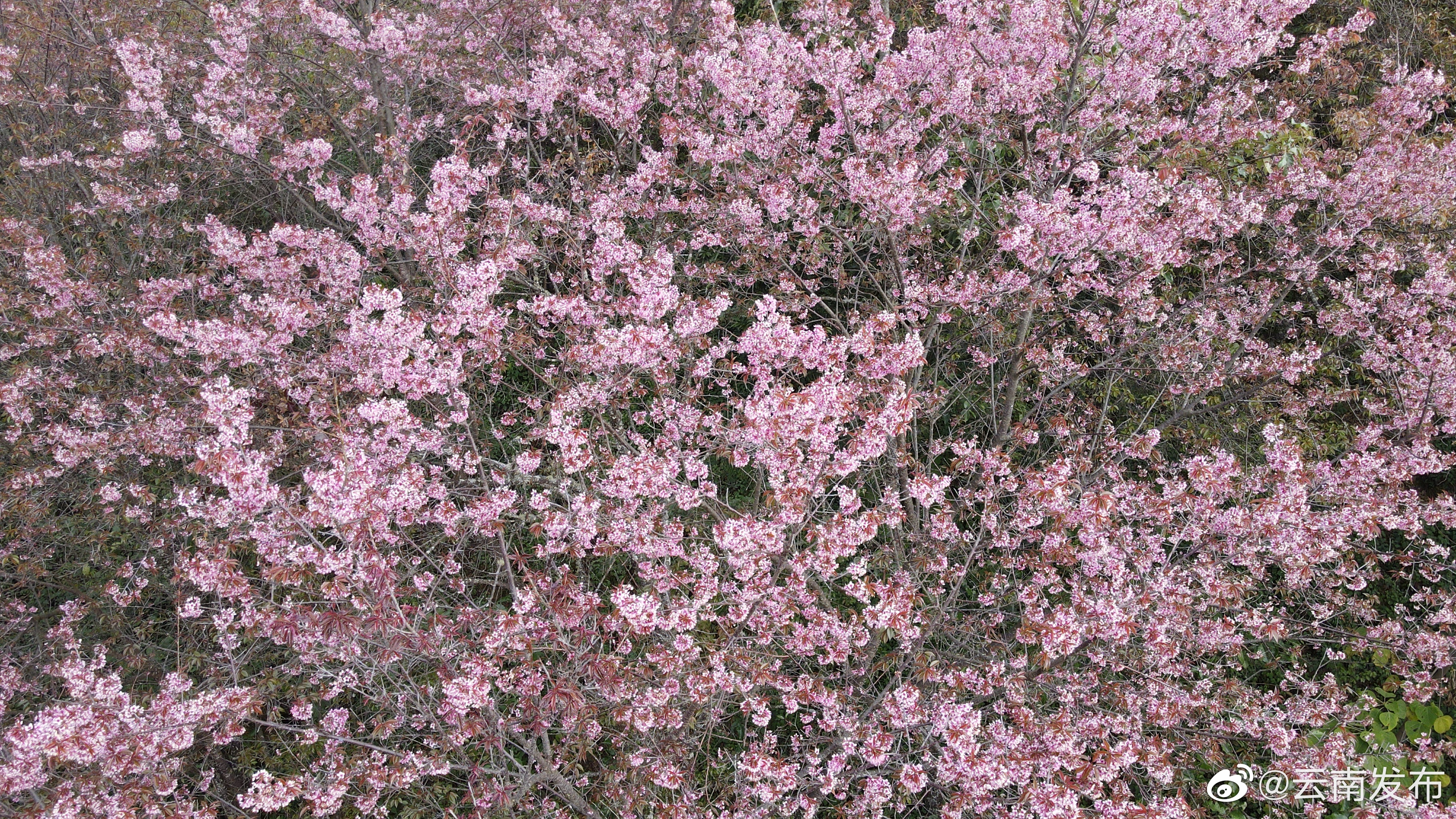 “云南发布”微博