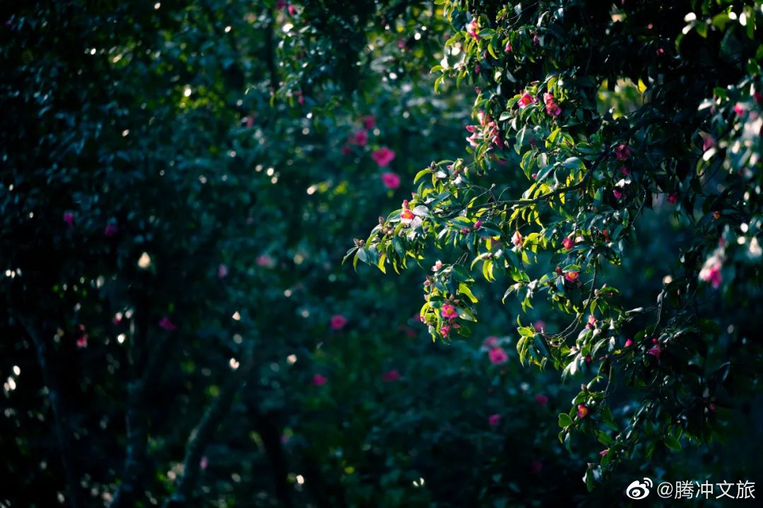 腾冲文旅微博