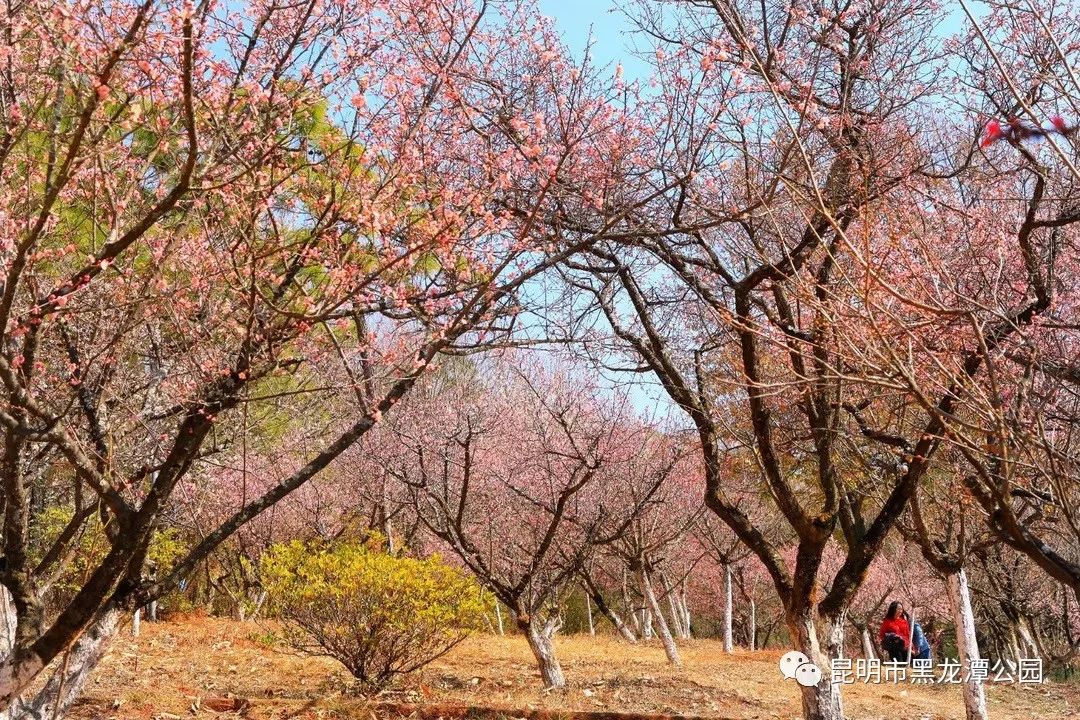 昆明市黑龙潭公园