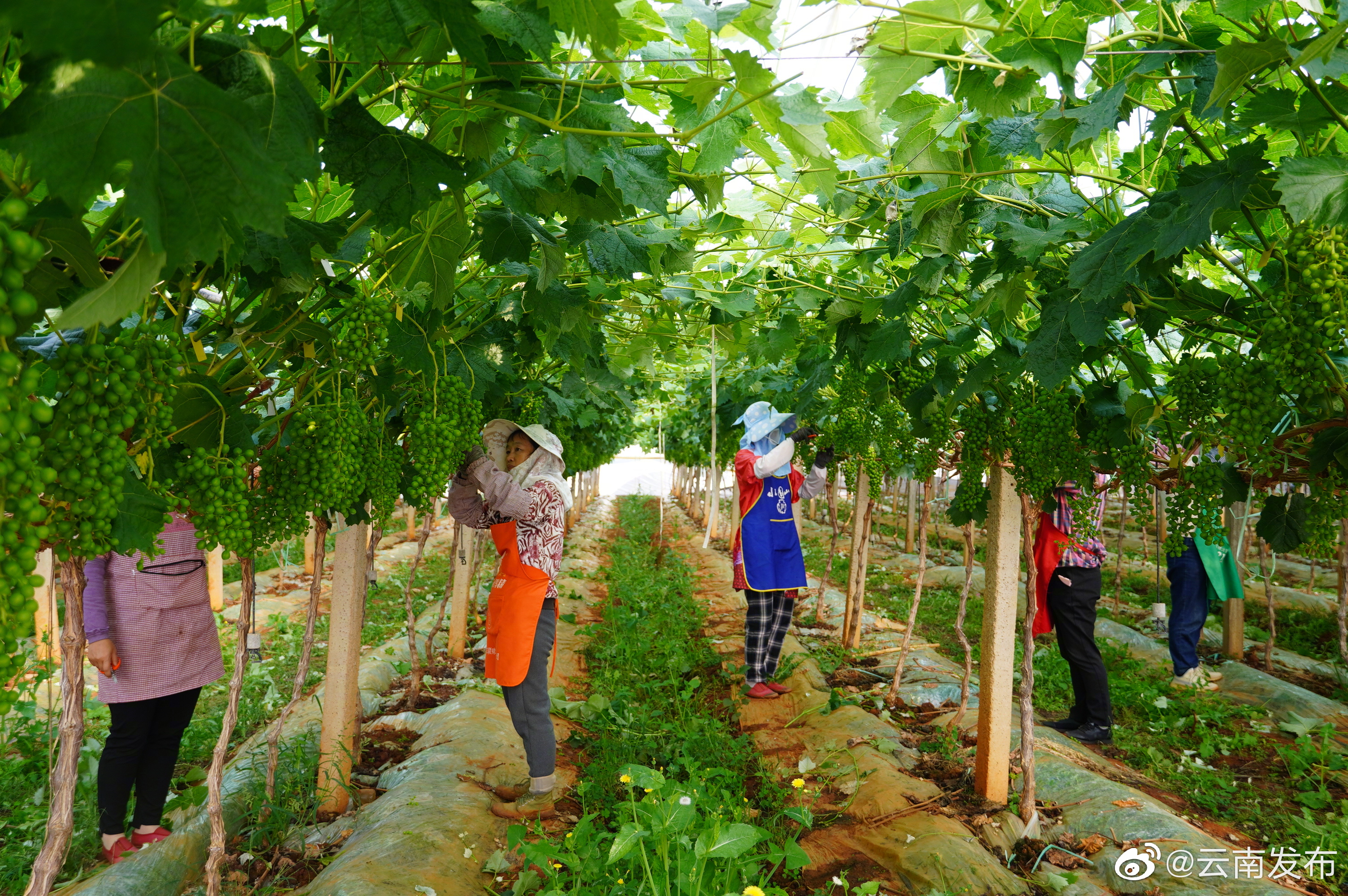 “云南发布”微博