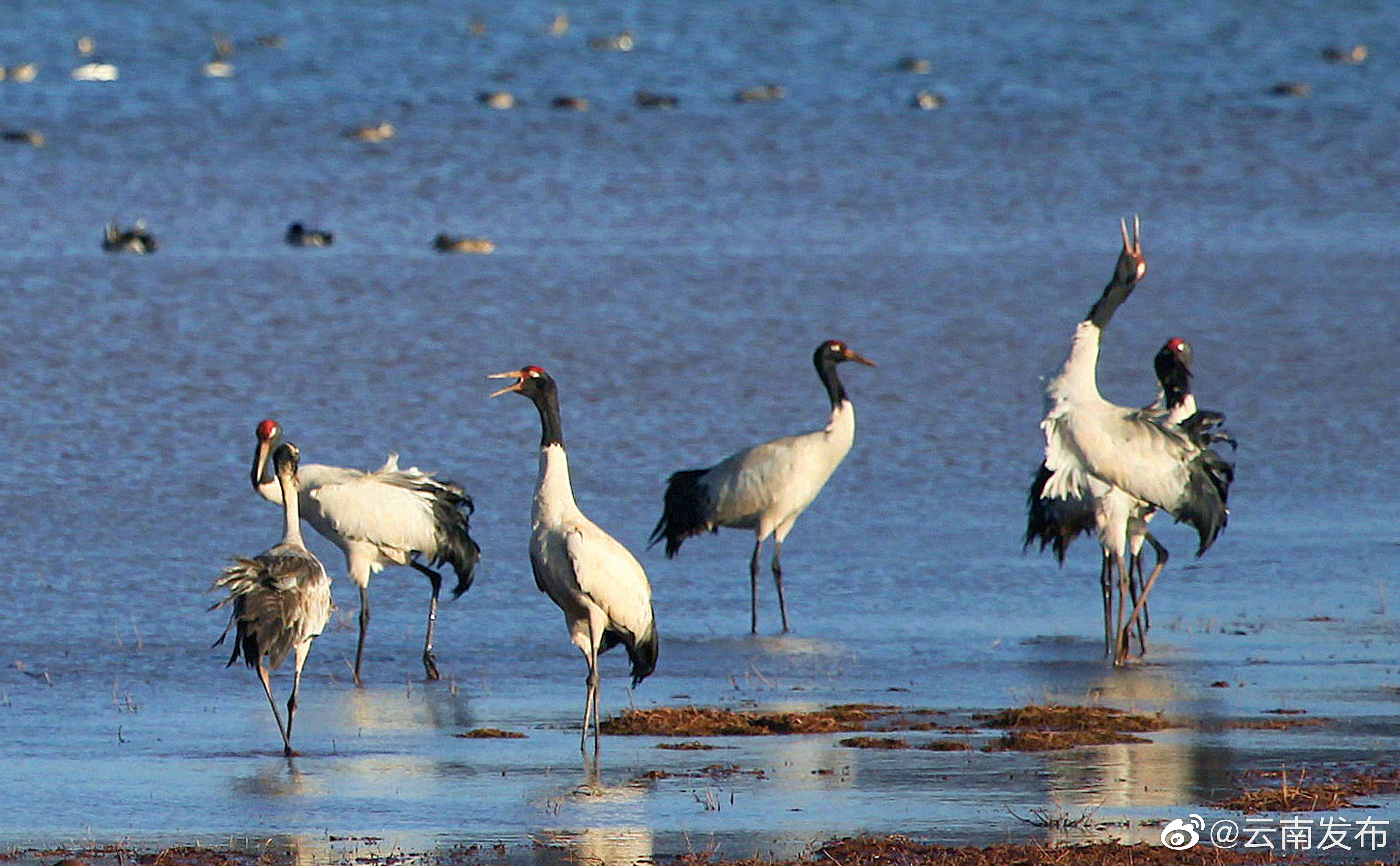 “云南发布”微博