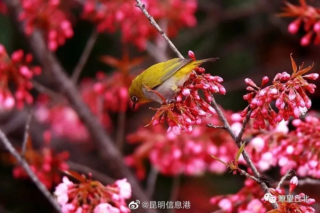 昆明信息港（微博）