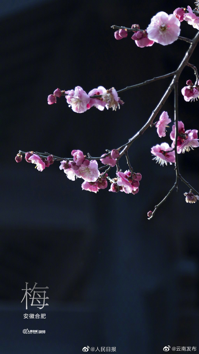 “云南发布”微博