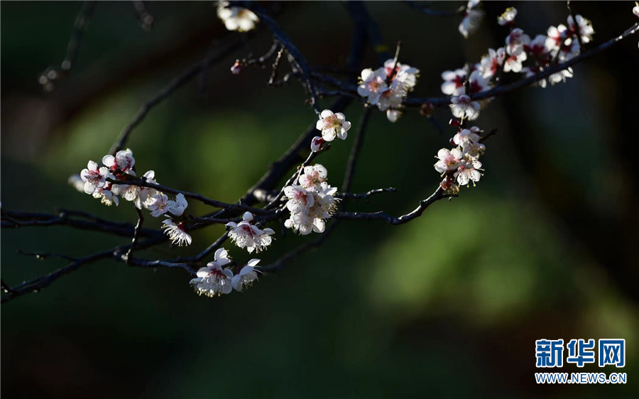 云南省文化和旅游厅