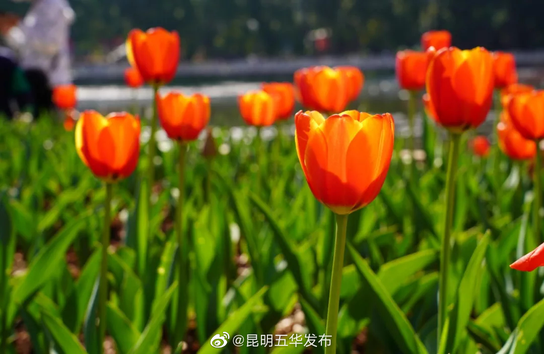 昆明五华发布