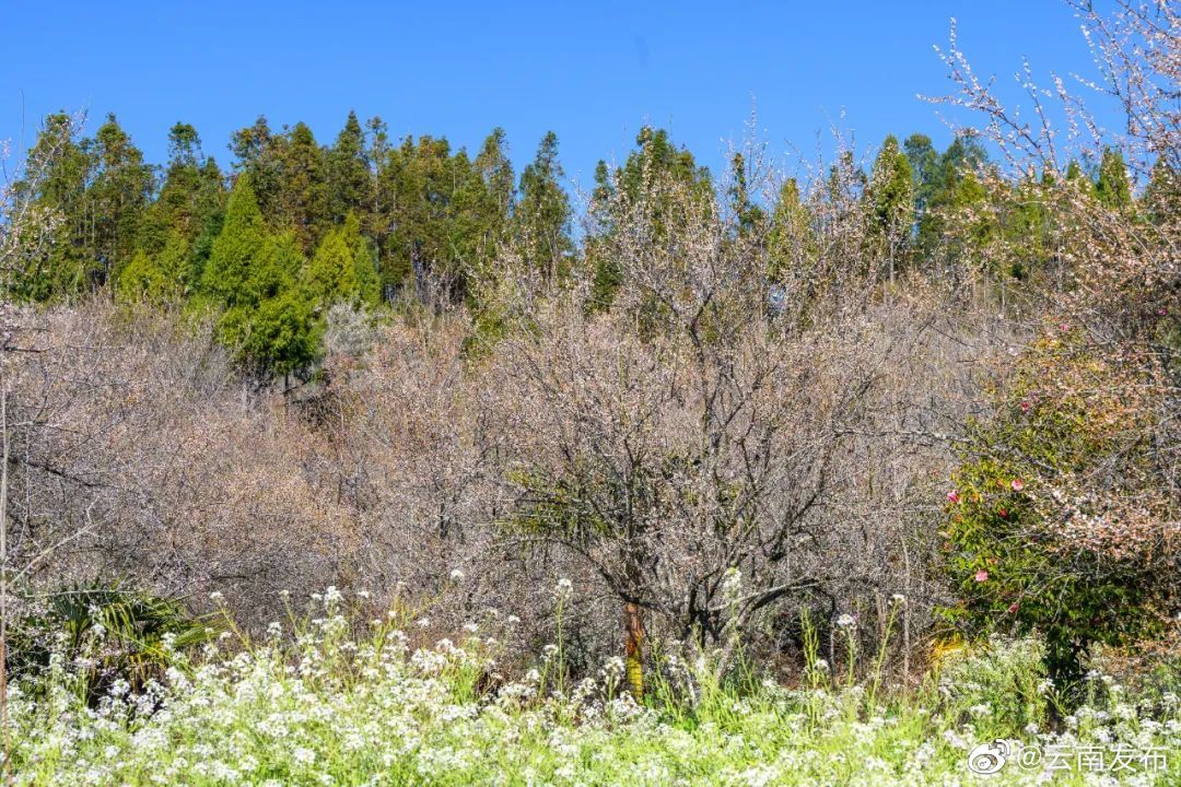 “云南发布”微博