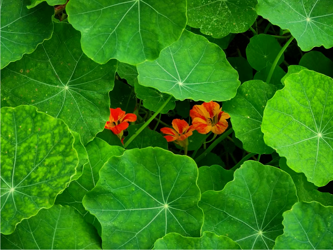 云南省文化和旅游厅