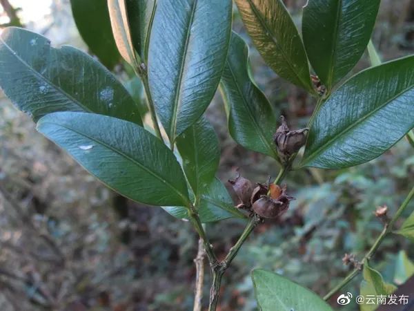 文山麻栗坡首次发现尖叶黄杨