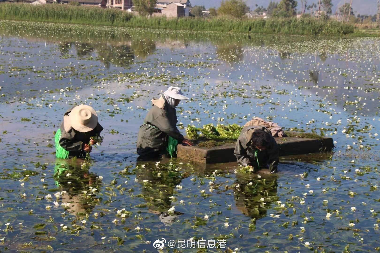 昆明信息港（微博）