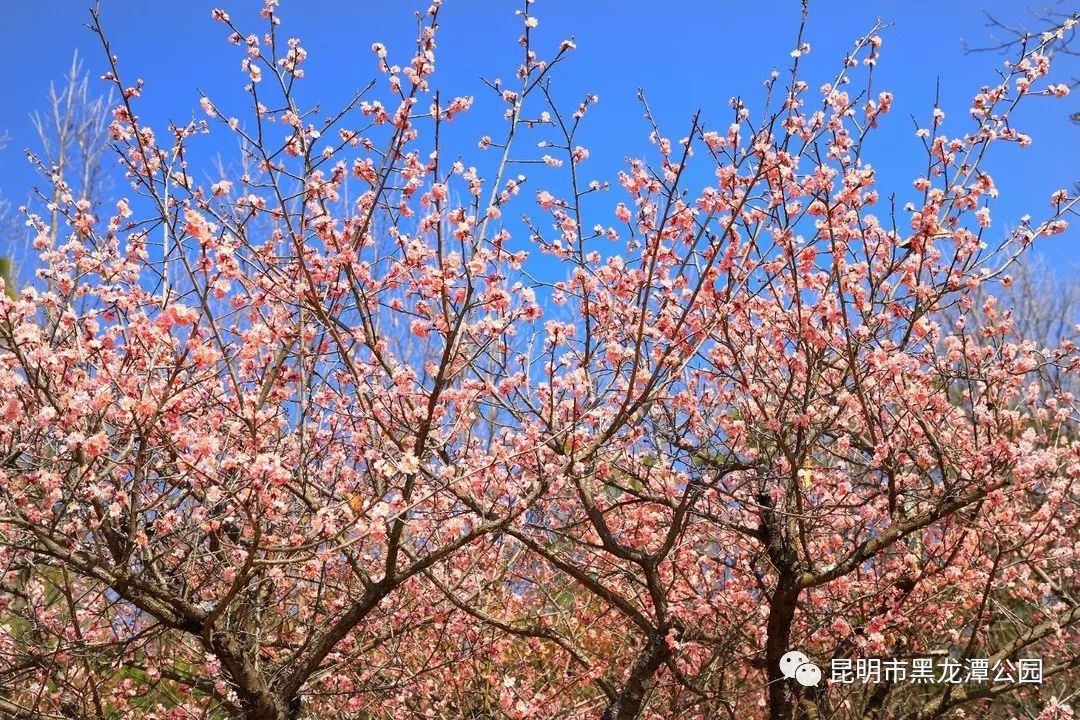 昆明市黑龙潭公园