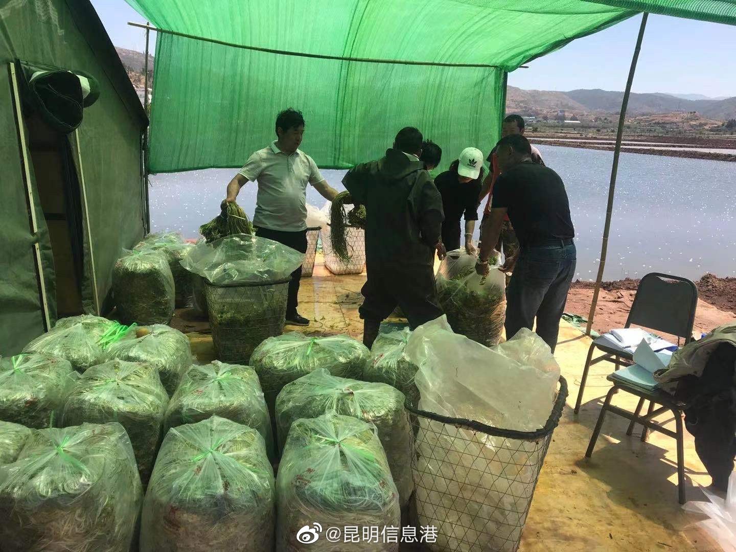 昆明信息港（微博）