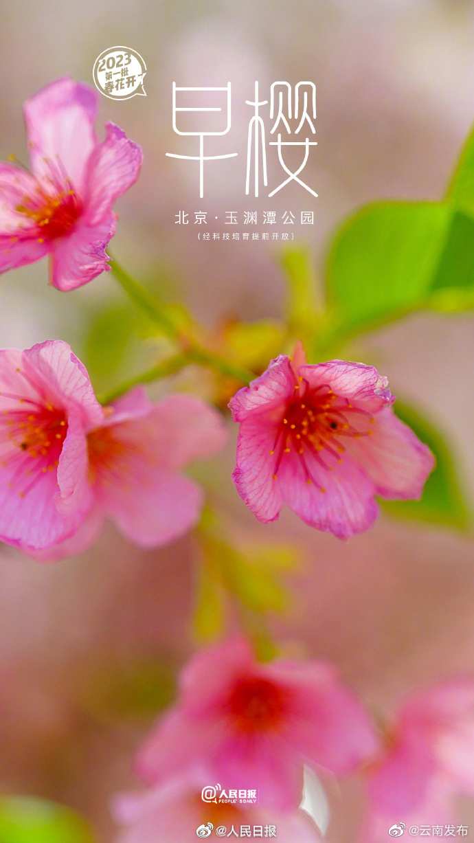 “云南发布”微博