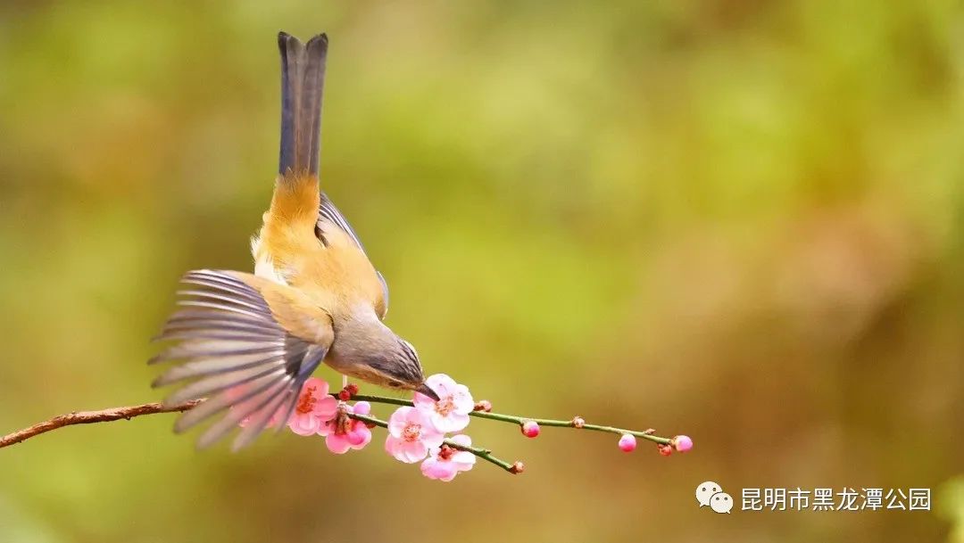 昆明市黑龙潭公园
