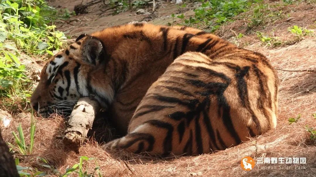 云南野生动物园