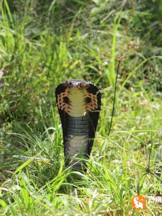 云南野生动物园