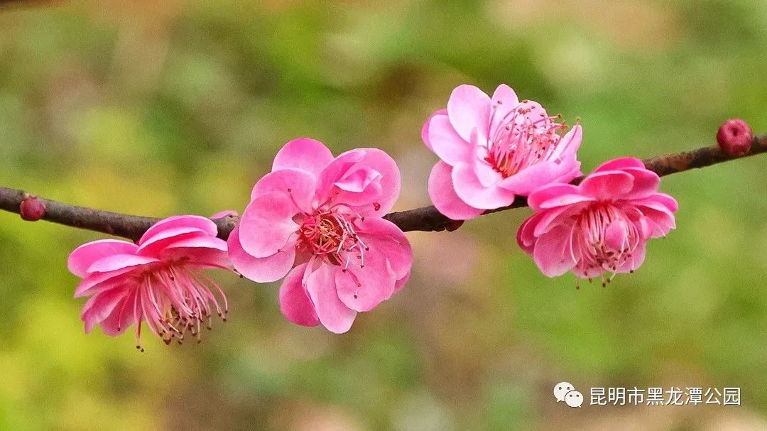 昆明市黑龙潭公园