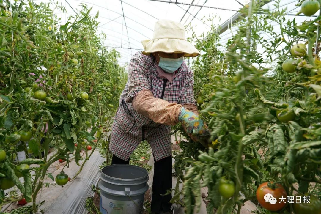 大理日报