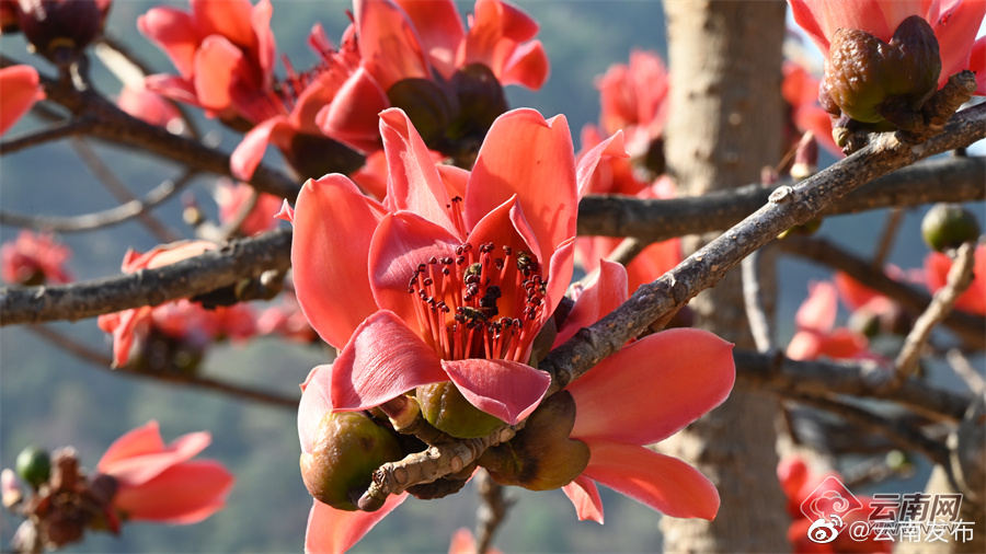 “云南发布”微博