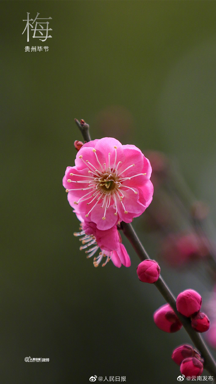 “云南发布”微博