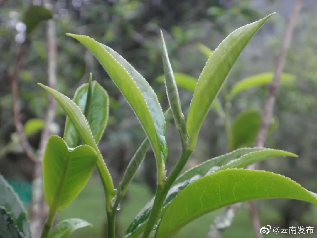 普洱市获首个国家级茶树新品种登记
