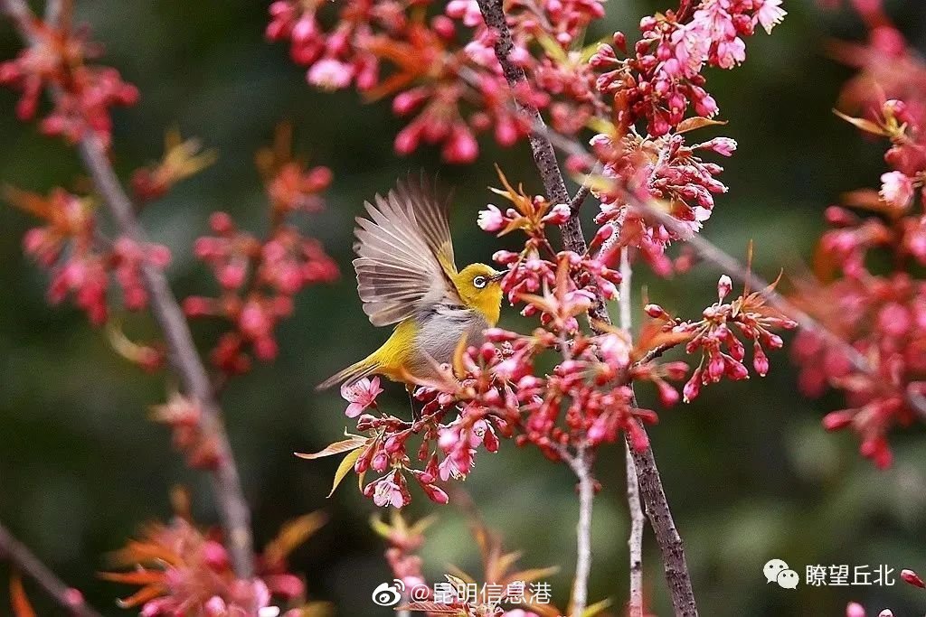 昆明信息港（微博）