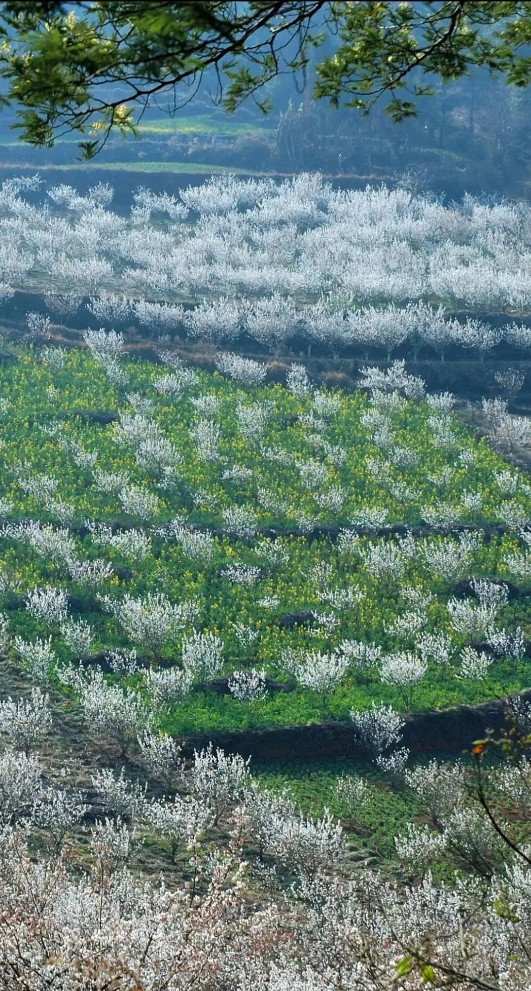 一部手机游云南