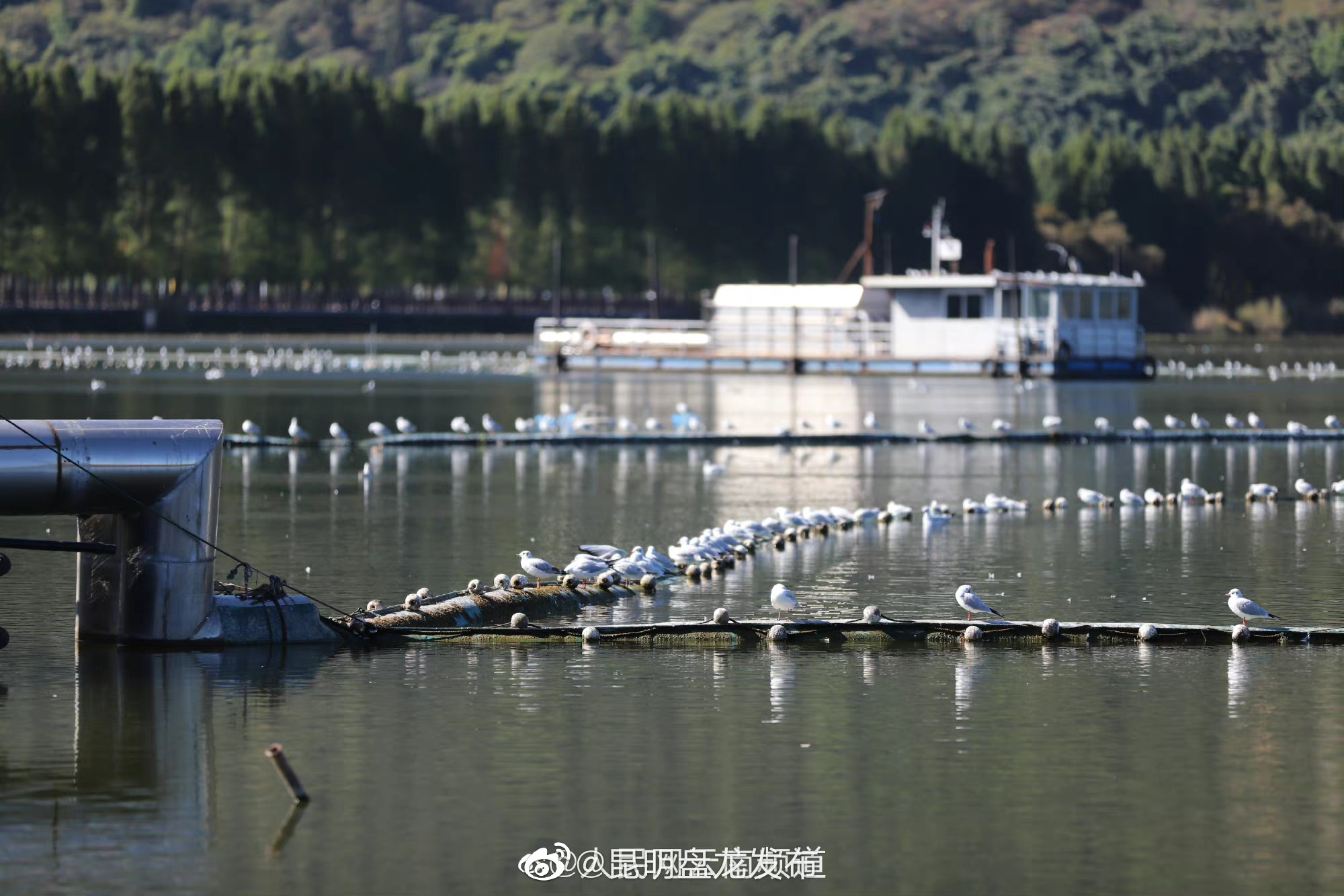 昆明滇池湿地鸟类达175种6万余只