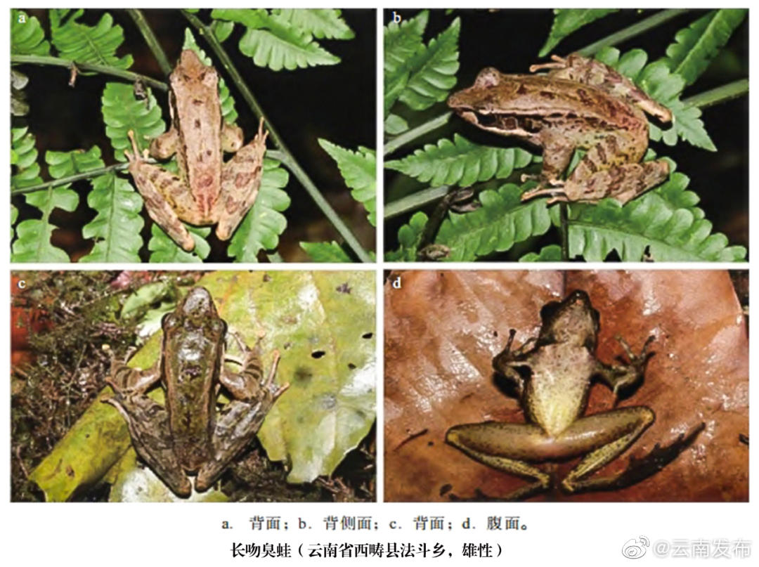 文山国家级自然保护区首次发现长吻臭蛙