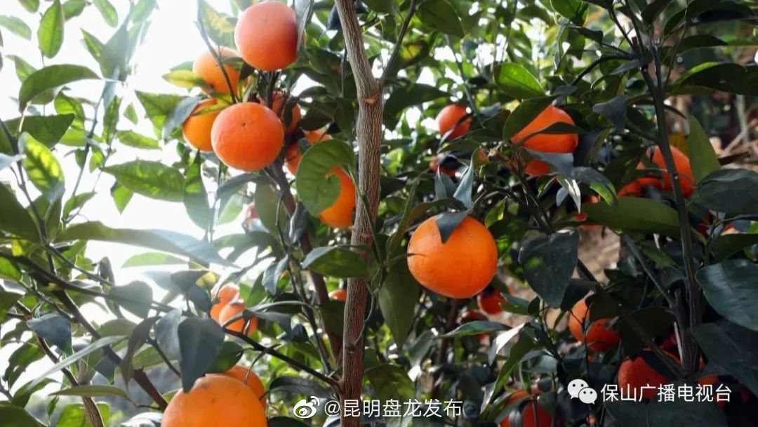 昆明盘龙发布