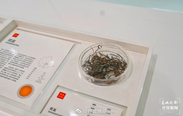 高质量发展看西双版纳 | 勐海雨林古树茶档案馆：在这里邂逅云南30000多种不同味道的古树茶