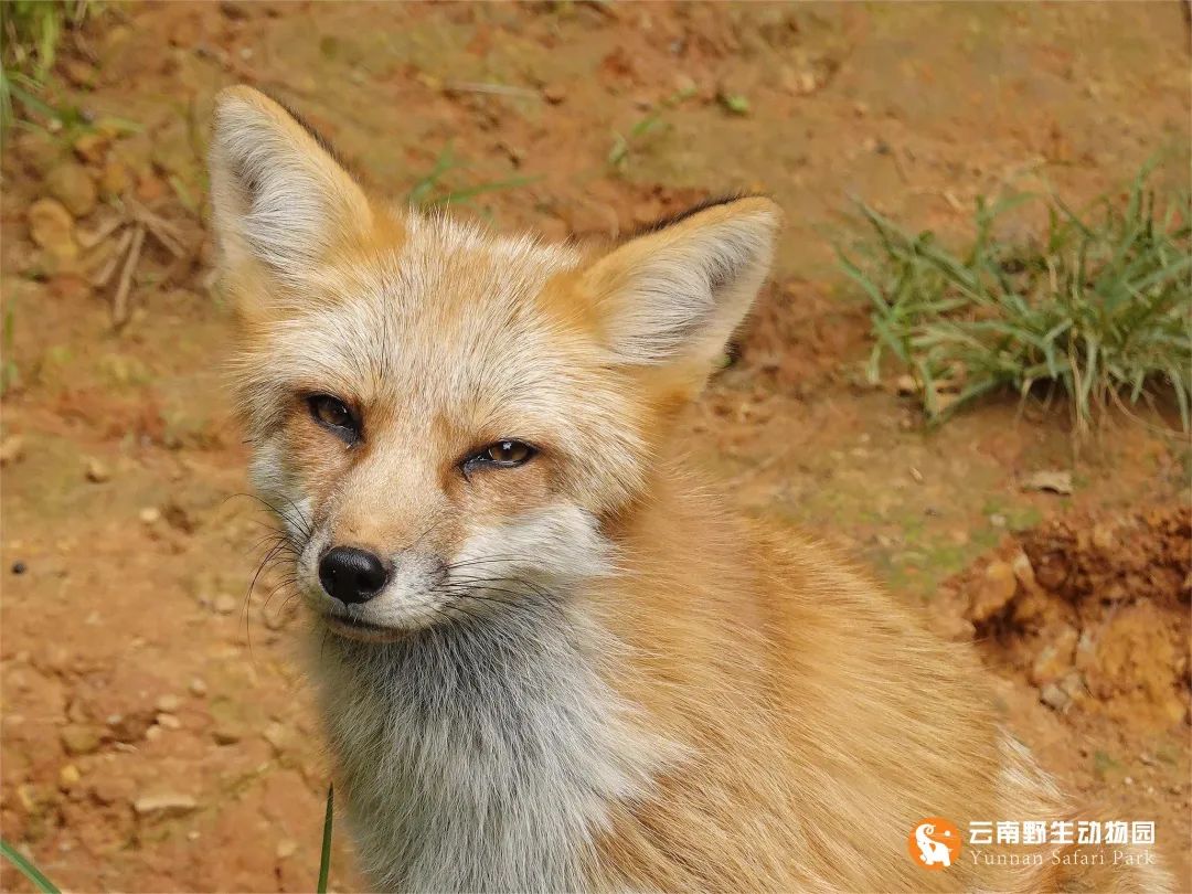 云南野生动物园