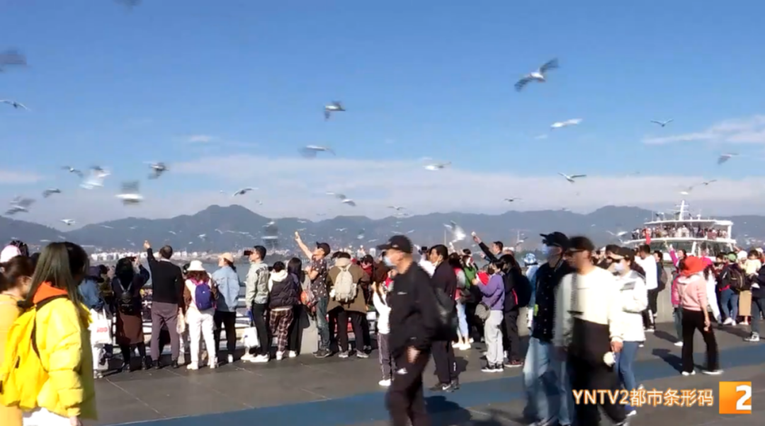 掌上春城