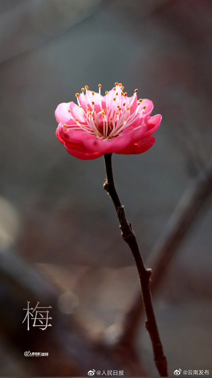 “云南发布”微博