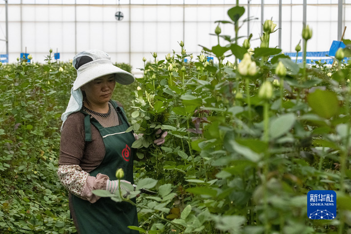云南省文化和旅游厅